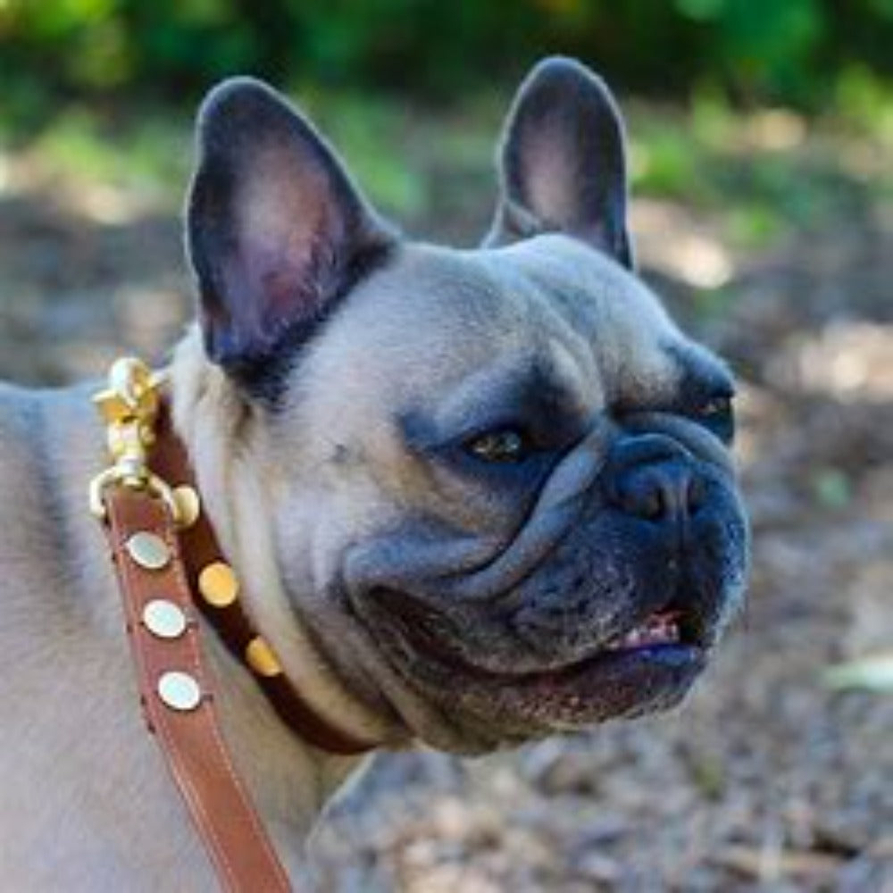 CAM Dog Collar in Black/ Gunmetal