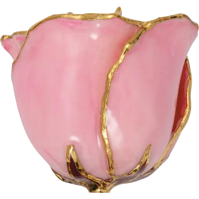 Forever Rose in Pink/ 24K