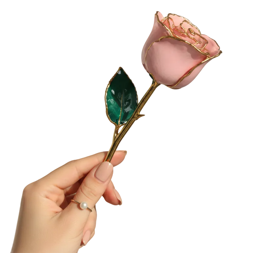 Forever Rose in Pink/ 24K